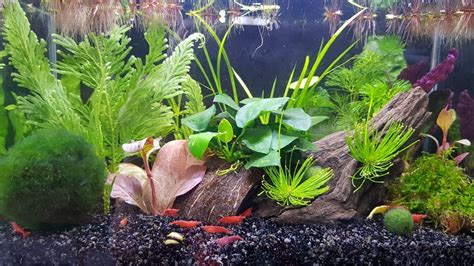 Low Tech Planted Shrimp Tank (Flora and Fauna), Pet Supplies, Homes ...