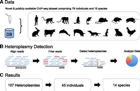 Heteroplasmy detection workflow. The raw read files obtained from the ...