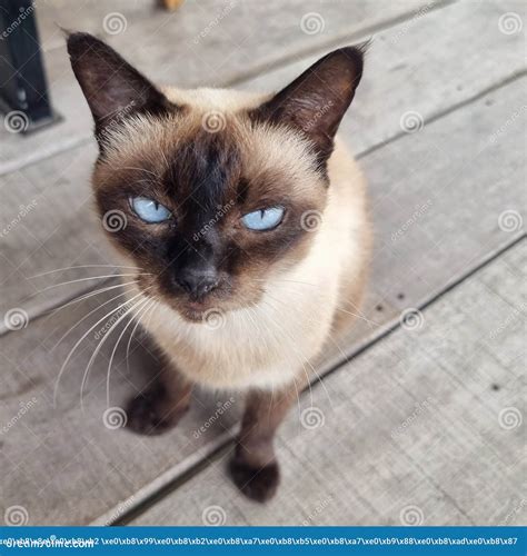 Thai Cat with Blue Eyes and Bored Face, Funny Cat Stock Photo - Image ...