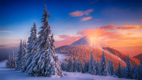 2560x1440 Snowy Pine Trees And Mountains 4k 1440P Resolution ,HD 4k ...