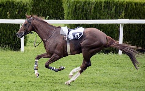 7 Fastest Horse Breeds in the World - Horsey Hooves