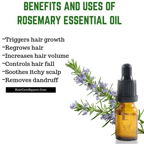 Benefits Of Rosemary Essential Oil For Hair: Tips & DIYs Included