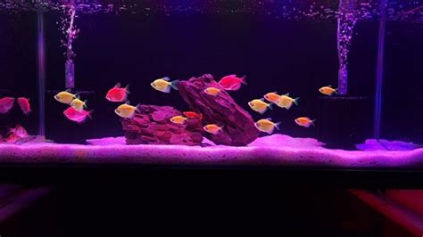 New Fish Tank Setup - Colour Widow Tetra Fish - YouTube