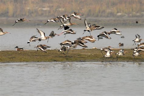 Yamuna Biodiversity Park | Sahapedia