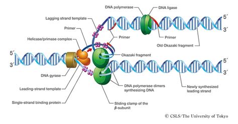 Eukaryotic DNA Replication- Features, Enzymes, Process, Significance