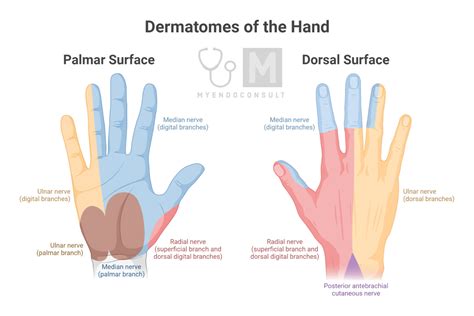 Dermatomes Of The Hand - My Endo Consult