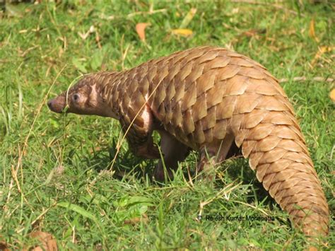 Plight of the pangolin: all eight species to move up EDGE list - EDGE ...