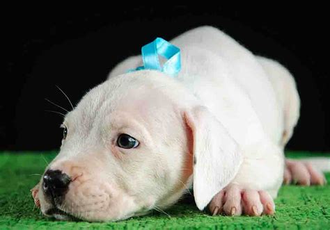 Raising a Dogo Argentino Puppy - Helpful Basics Guide