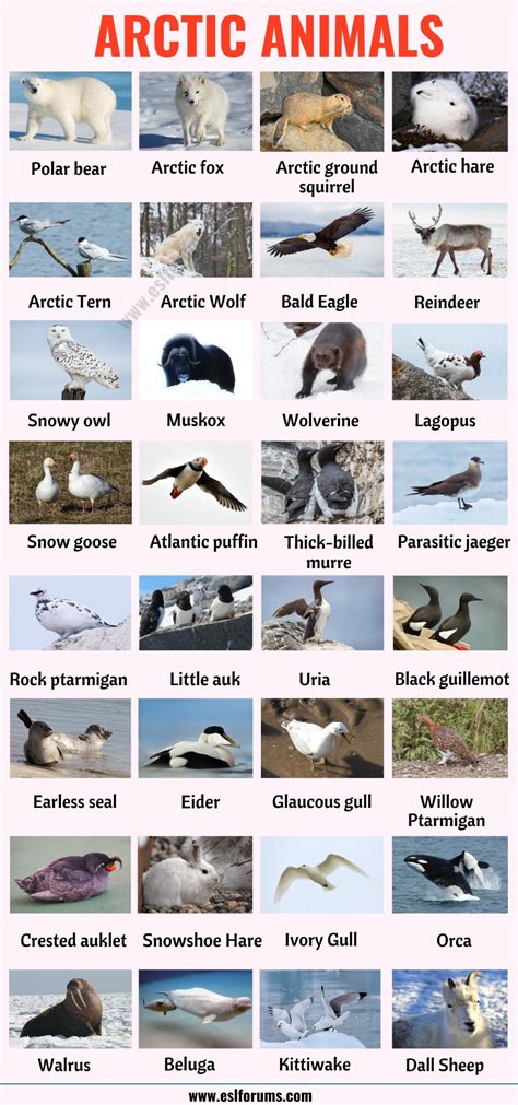 Arctic Animals: List of 32 Animals that Live in the Arctic with ESL ...