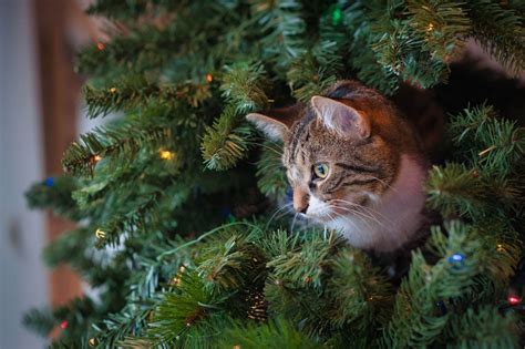 Keeping Cats Off Christmas Trees - Cat-World