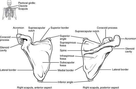 The Pectoral Girdle | Anatomy and Physiology I