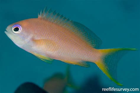 Pseudanthias squamipinnis - Orange Seaperch | ReefLifeSurvey.com