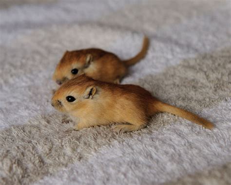 Interesting Facts: Gerbil as a Pet | UK Pets