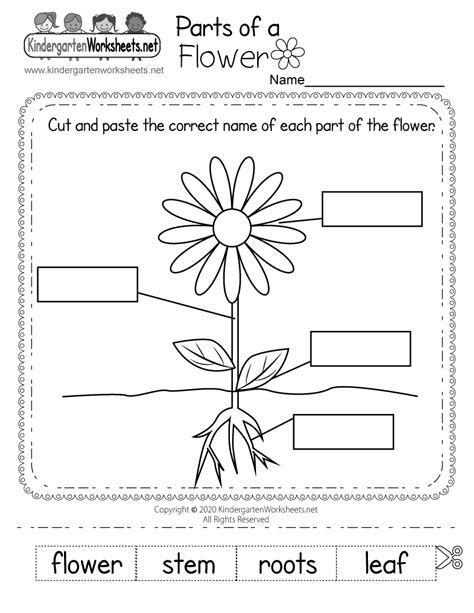 Parts Of A Flower Worksheet Answers