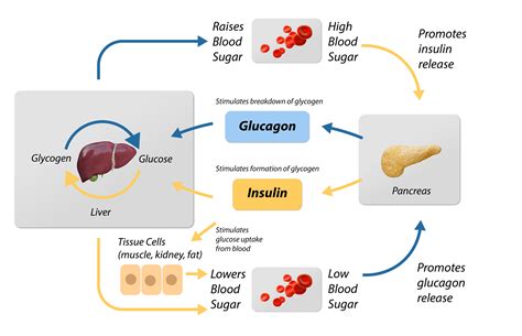 What are ideal blood sugar levels for people without diabetes?