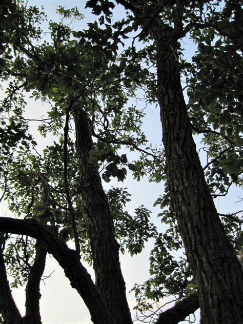 Tree Trunks And Branches Free Stock Photo - Public Domain Pictures