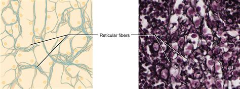 4.3 Connective Tissue Supports and Protects - Anatomy and Physiology ...