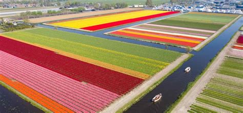 Tourists Come to See Tulips in Holland Once Again, Grabbing Incredible ...