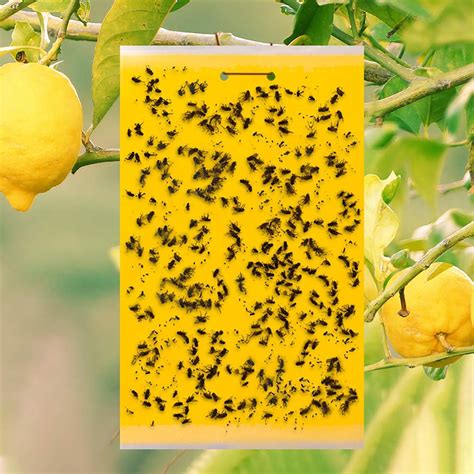 LEAQU Yellow Sticky Traps (20 Pack) - Gnat Trap - Gnat Killer - Fruit ...