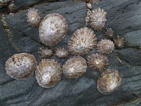 Limpet: Tiny Creatures with a Mighty Impact - Ocean Info