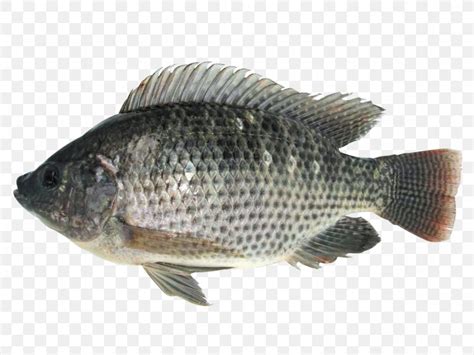 Mozambique Tilapia Fish Farming Food, PNG, 1280x960px, Tilapia ...