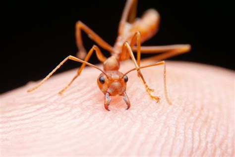 Close-up video of a fire ant bite and sting | Boing Boing