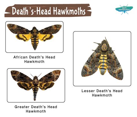 Death's-head Hawkmoth – Identification, Life Cycle, Facts & Pictures