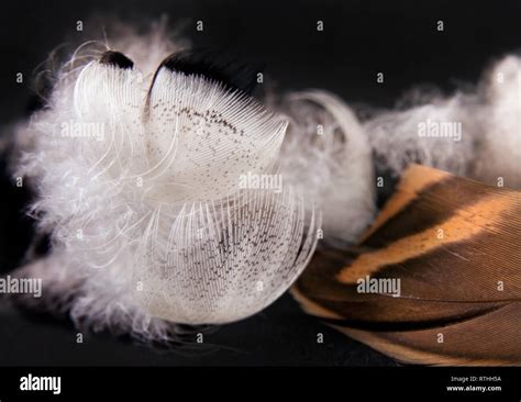 Duck feathers on a black background. Close up image Stock Photo - Alamy