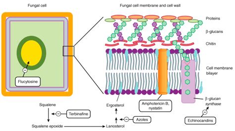 Mode of Action of Antifungal Drugs - Microbiology Info.com