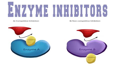 Enzyme Inhibitors | Enzyme inhibitor, Enzymes, Learn quran