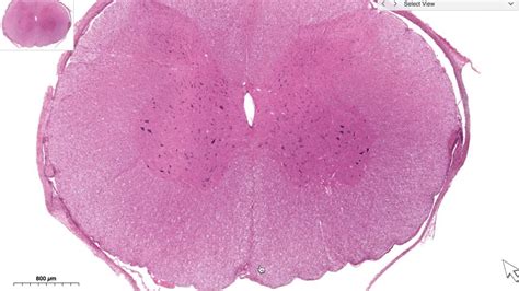 Medulla Spinalis Histology