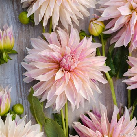 Café de Paris Dahlias | Order your Dahlia Tubers online - Bulbs Direct