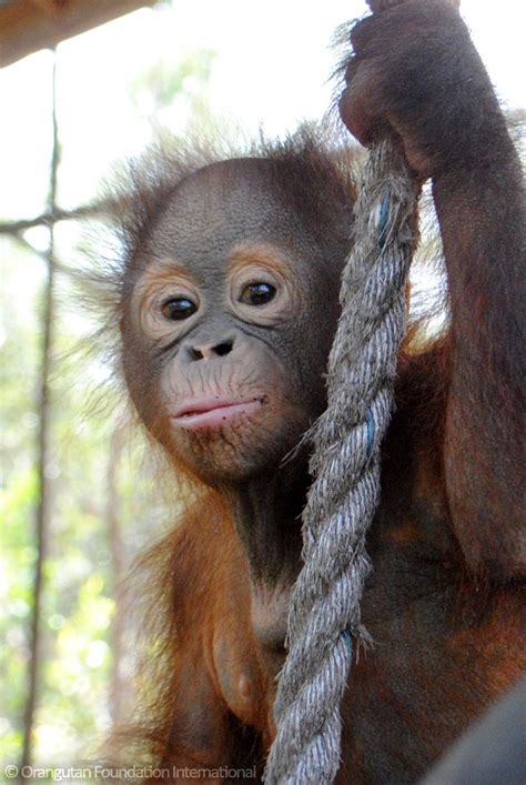 Looking into the eyes of an orangutan... – Official Orangutan ...