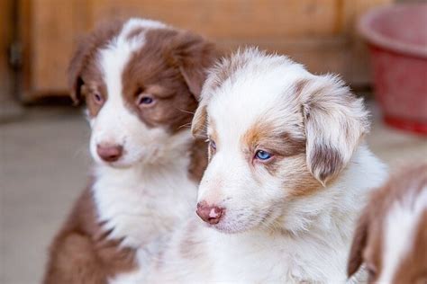 55+ Blue Merle Long Hair Border Collie - l2sanpiero