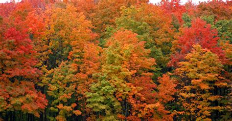 You have lots of time to see Michigan fall colors