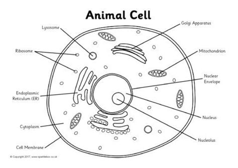 Animal Cell Labeling