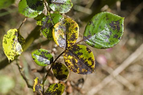 How to Treat and Prevent Black Spots on Roses | Black spot on roses ...