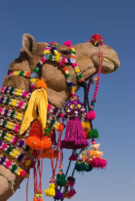 United Colors of Life | Camels, Camel, Animals beautiful