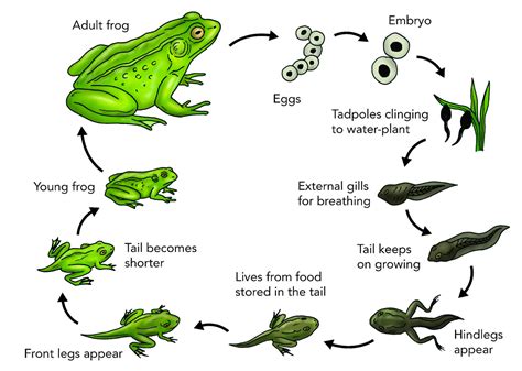 PROJECT 1: LIFE CYCLE