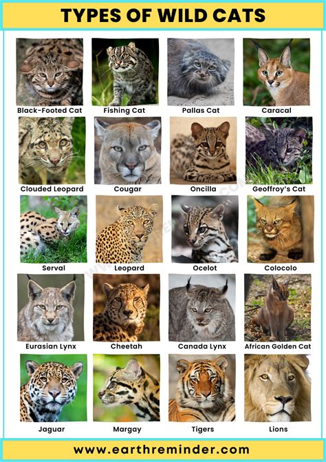 Different Types of Wild Cats | Types of wild cats, Wild cat breeds ...