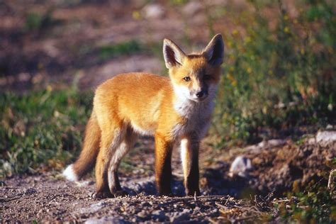 oh, another red fox | Big animals, Fox, Animals