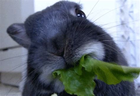 GIF: Rabbit Eating Lettuce | Gifrific