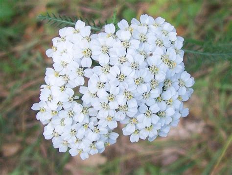 Flower Homes: Achillea Flowers