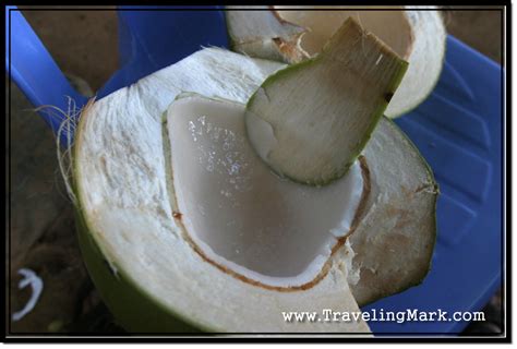 Coconut Meat – Traveling Mark