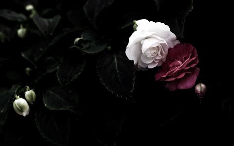 Black Rose Background (52+ pictures) - WallpaperSet