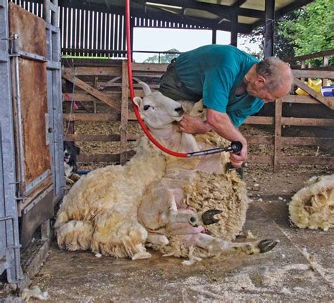 Shearing | Shearing | Sheep, Cloth, Machines | Britannica