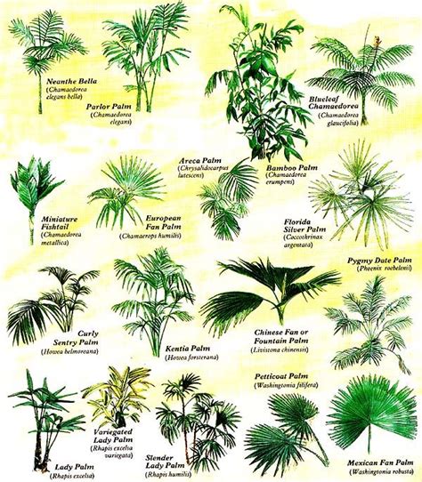 Common Tropical House Plants - Garden Plantation