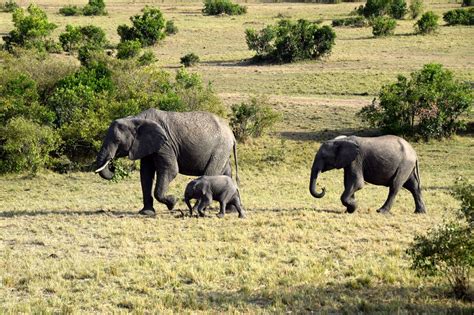 Maasai Mara Elephants and baby | World-Adventurer