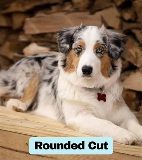 Australian Shepherd Grooming Styles | Paws and Learn | Perros