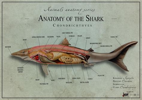 Female Shark Anatomy